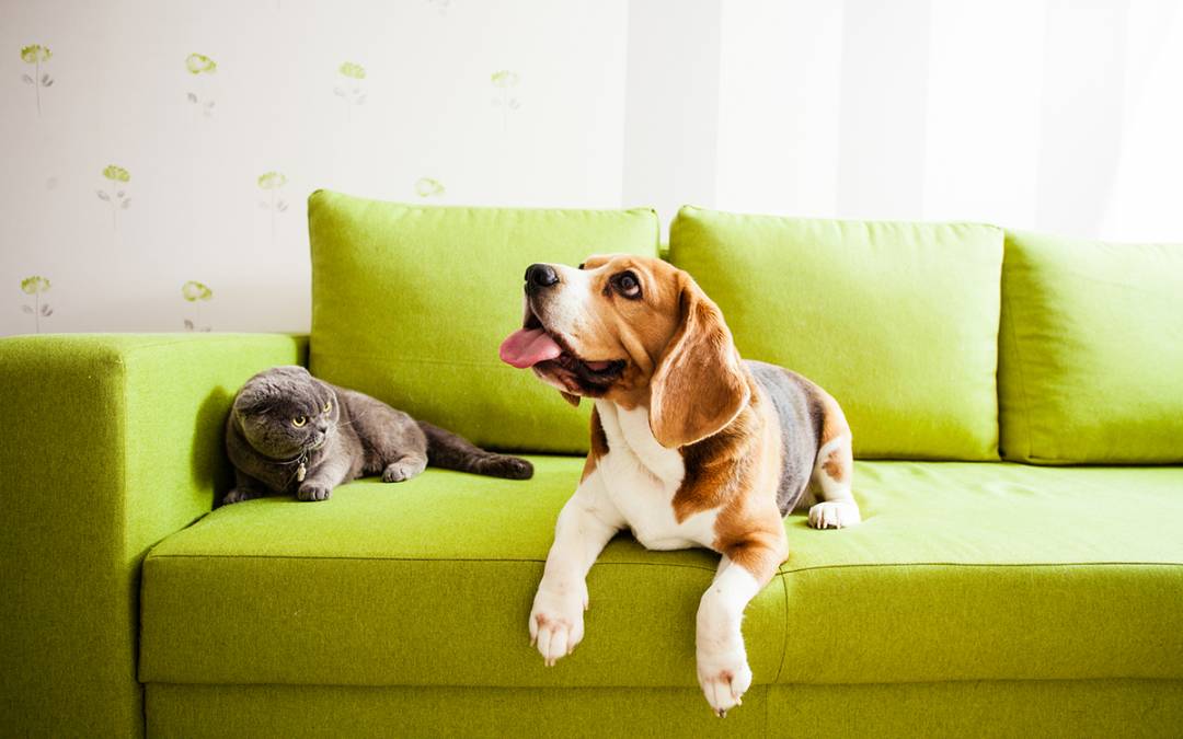 Why Are Pet Friendly Rentals So Hard to Find in Bend, Oregon?