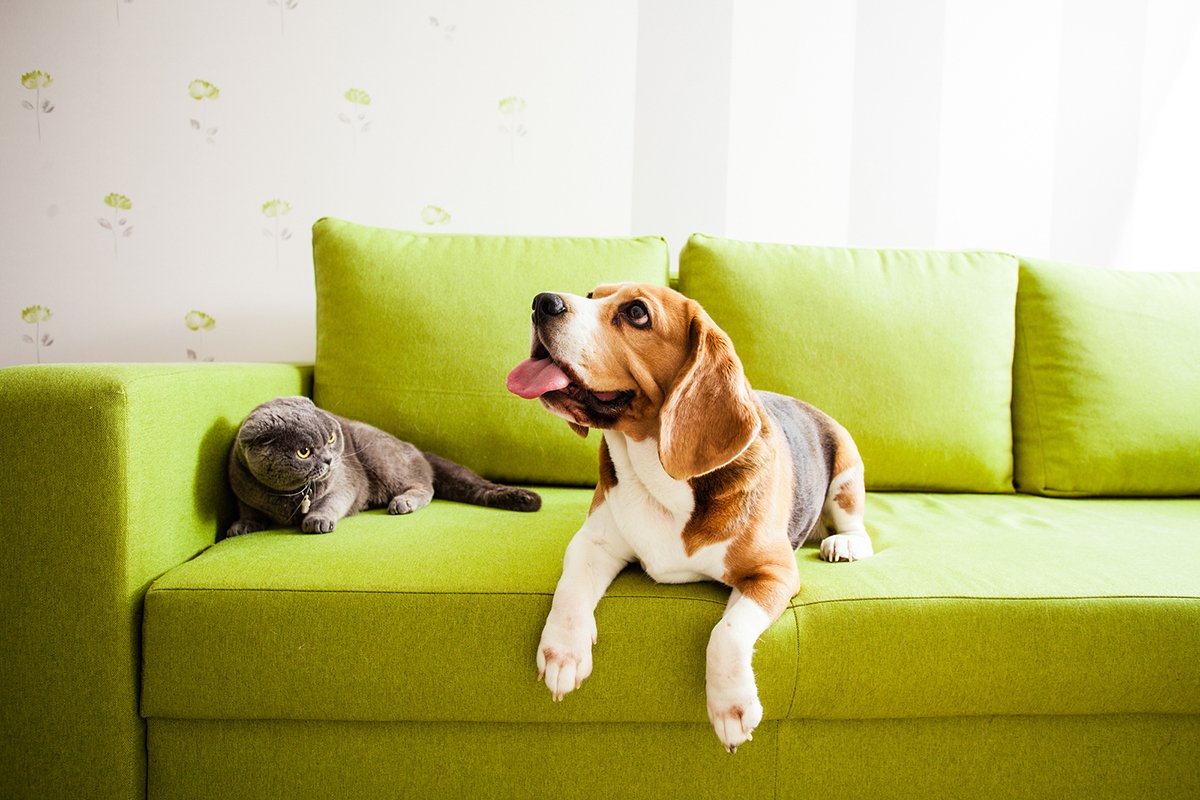 Finding Pet Friendly Rentals in Bend, Oregon Bend Relocation Services