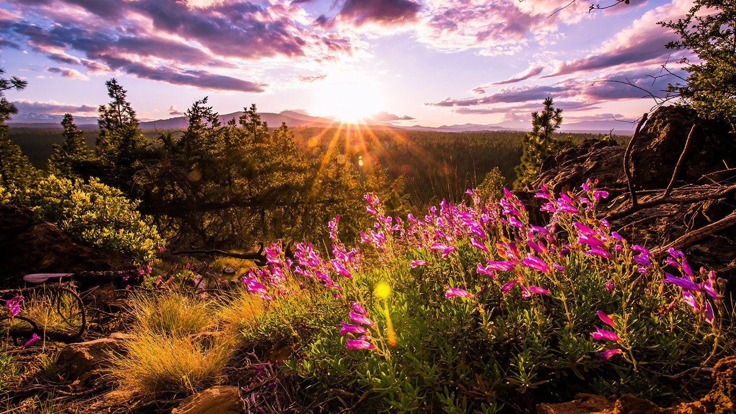 Wildflowers in bloom in Bend, Oregon's natural landscape at sunset. 