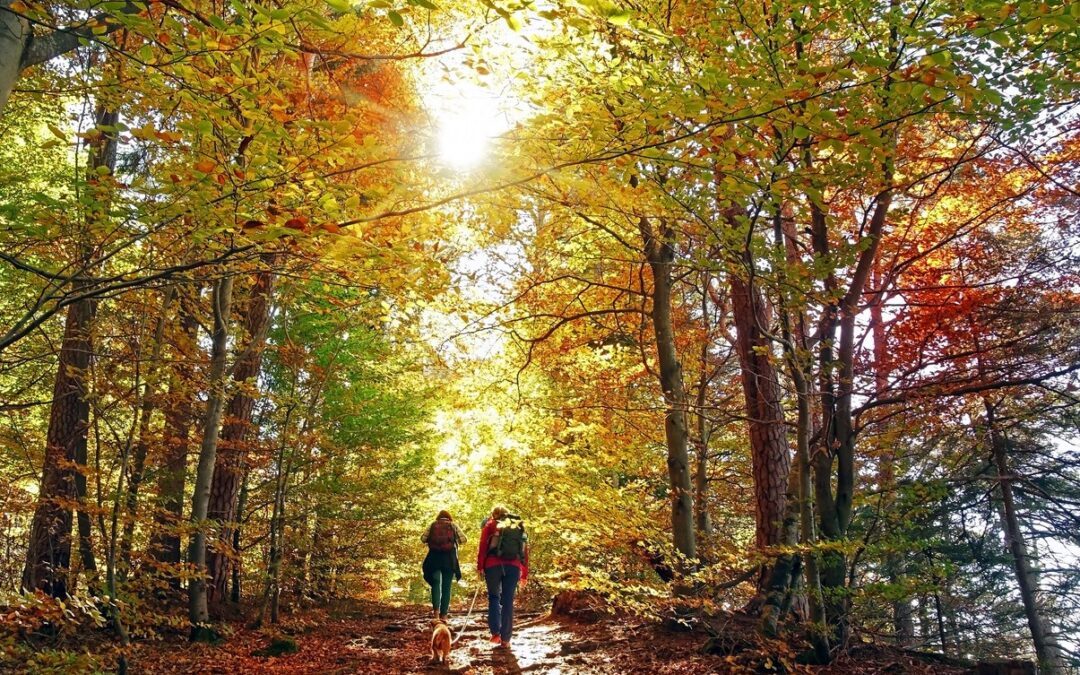 A couple hiking with their dogs on a trail through the woods under a canopy of fall foliage.