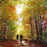 A couple hiking with their dogs on a trail through the woods under a canopy of fall foliage.