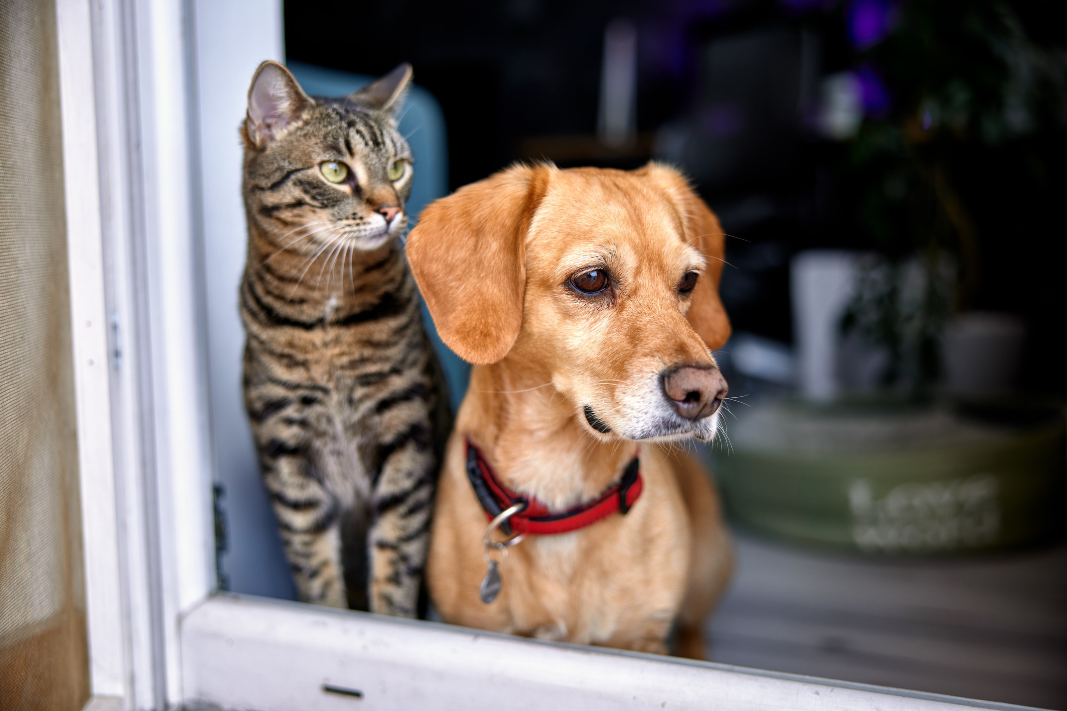 A dog and cat sit together looking out the window of their pet-friendly rental home in Bend, Oregon. 