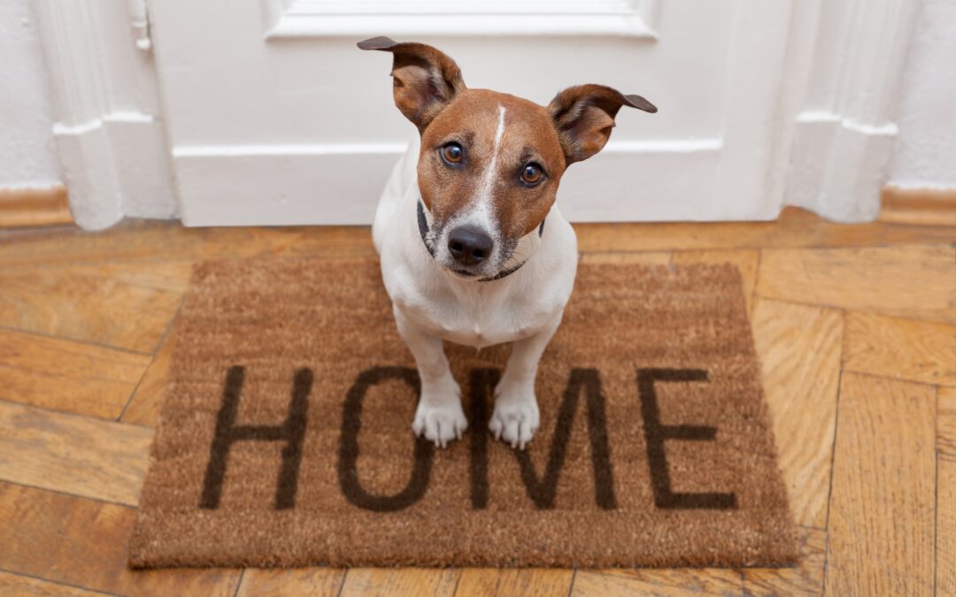 House Hunting with Fido: Tips to Score a Pet-Friendly Rental in Bend