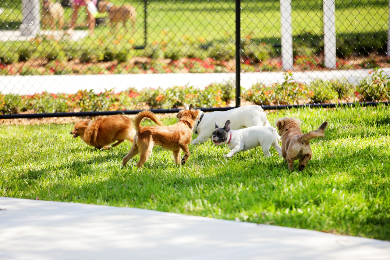 A pack of dogs play together in an off-leash dog park in Bend, Oregon. 